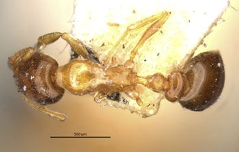 Media type: image;   Entomology 20793 Aspect: habitus dorsal view